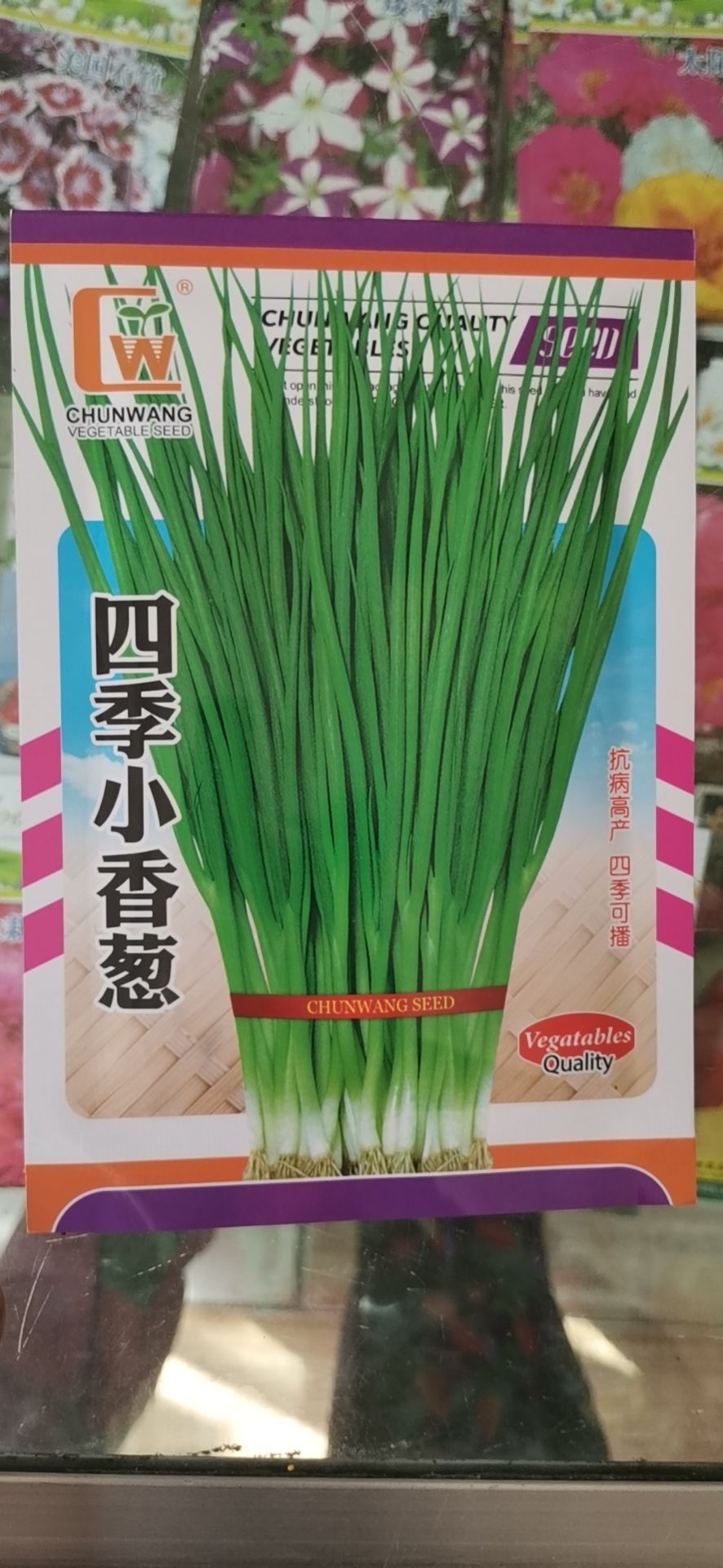 酒泉 四季小香葱 小葱种子