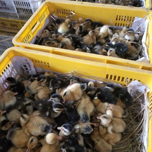南宁杂交鸭苗