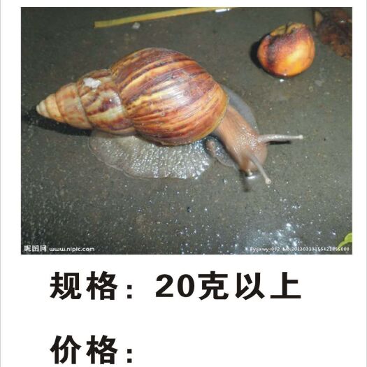 廉江市 大量收购褐云玛瑙蜗牛。