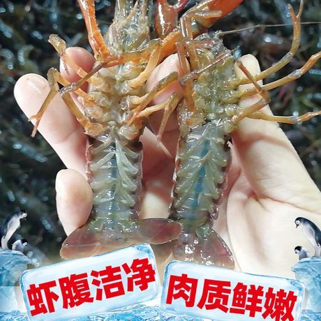 潜江市5月8日潜江 周氏小龙虾发货价（硬规格）塘口基地直供，