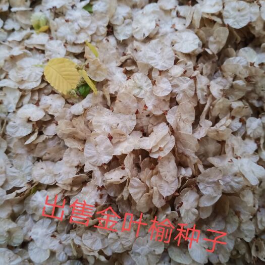 青龙县 金叶榆种子，