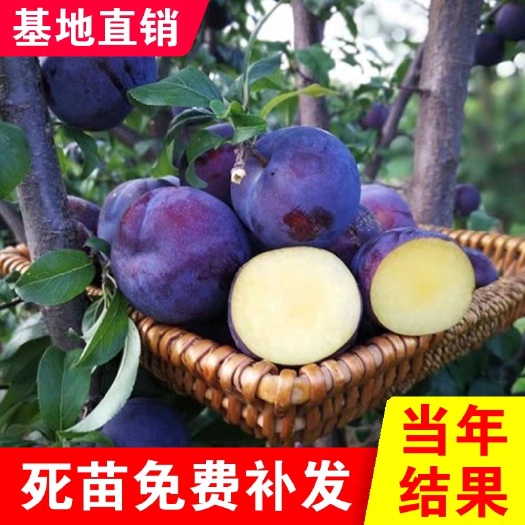 黑霸王李树苗 包成活，包结果，正宗嫁接李子苗！