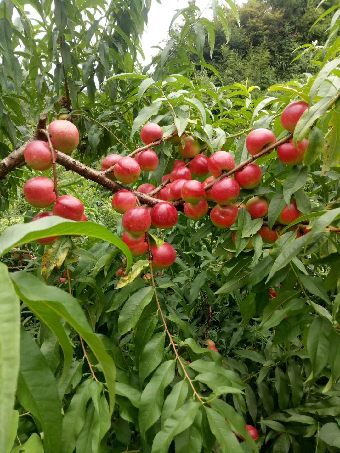 枣油桃树苗 珍珠枣油桃苗