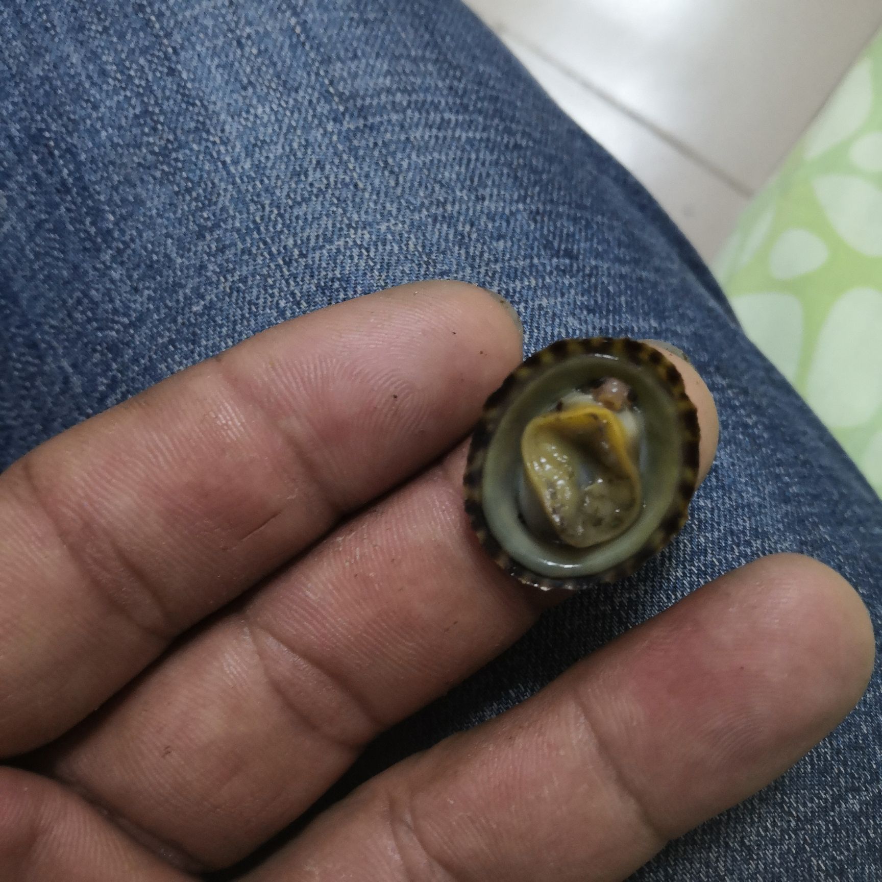  芝麻螺，将军帽