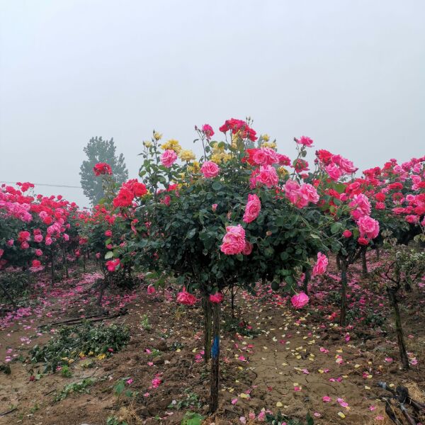 大量供应各种规格树状月季，大花月季小苗