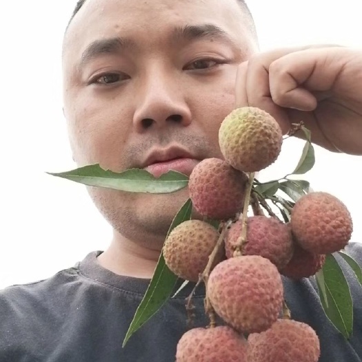 合江县 全国荔枝晚熟基地。四川。七月中旬上市