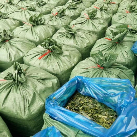 惠东县玉米青贮  牛羊草料玉米杆青贮料