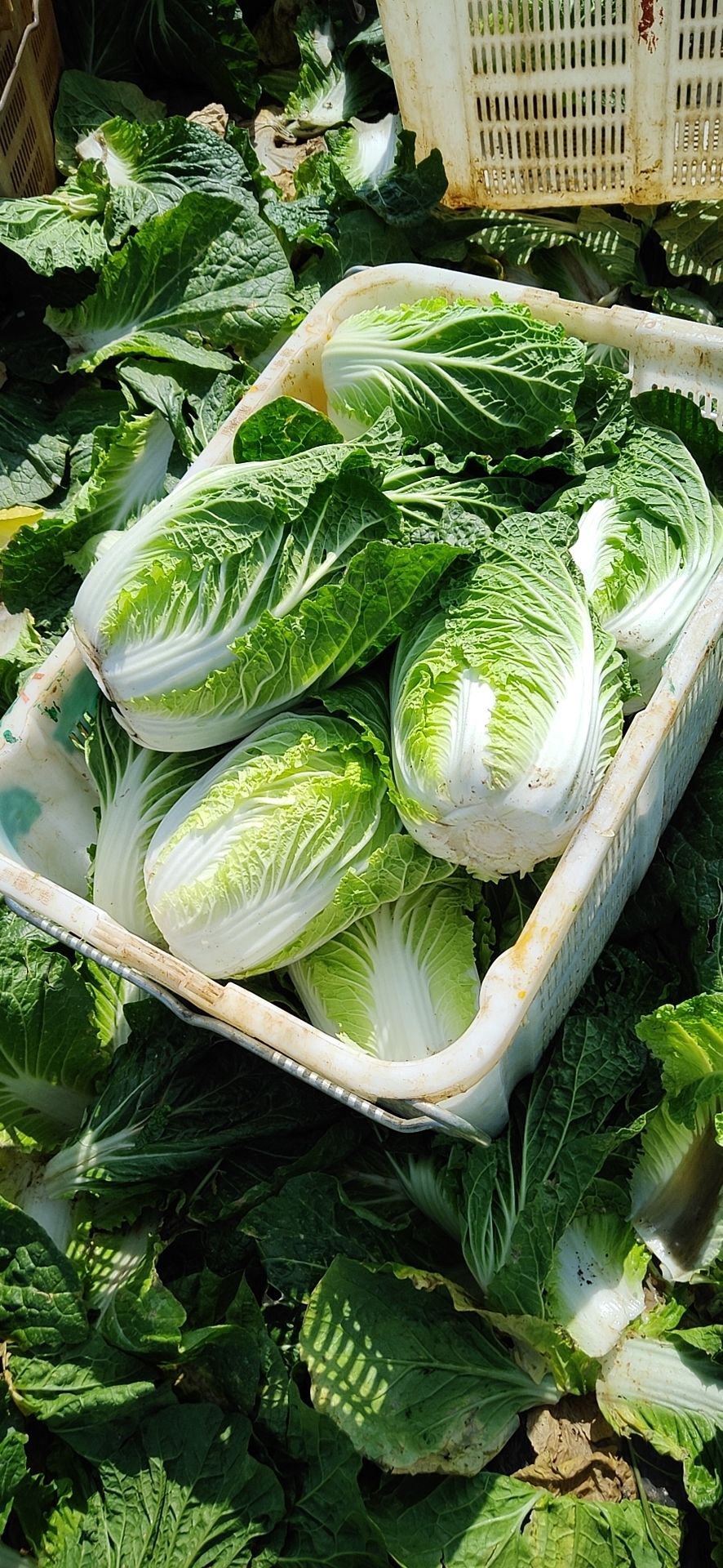 广西桂林大白菜，无上水，无包心，现在低价处理了