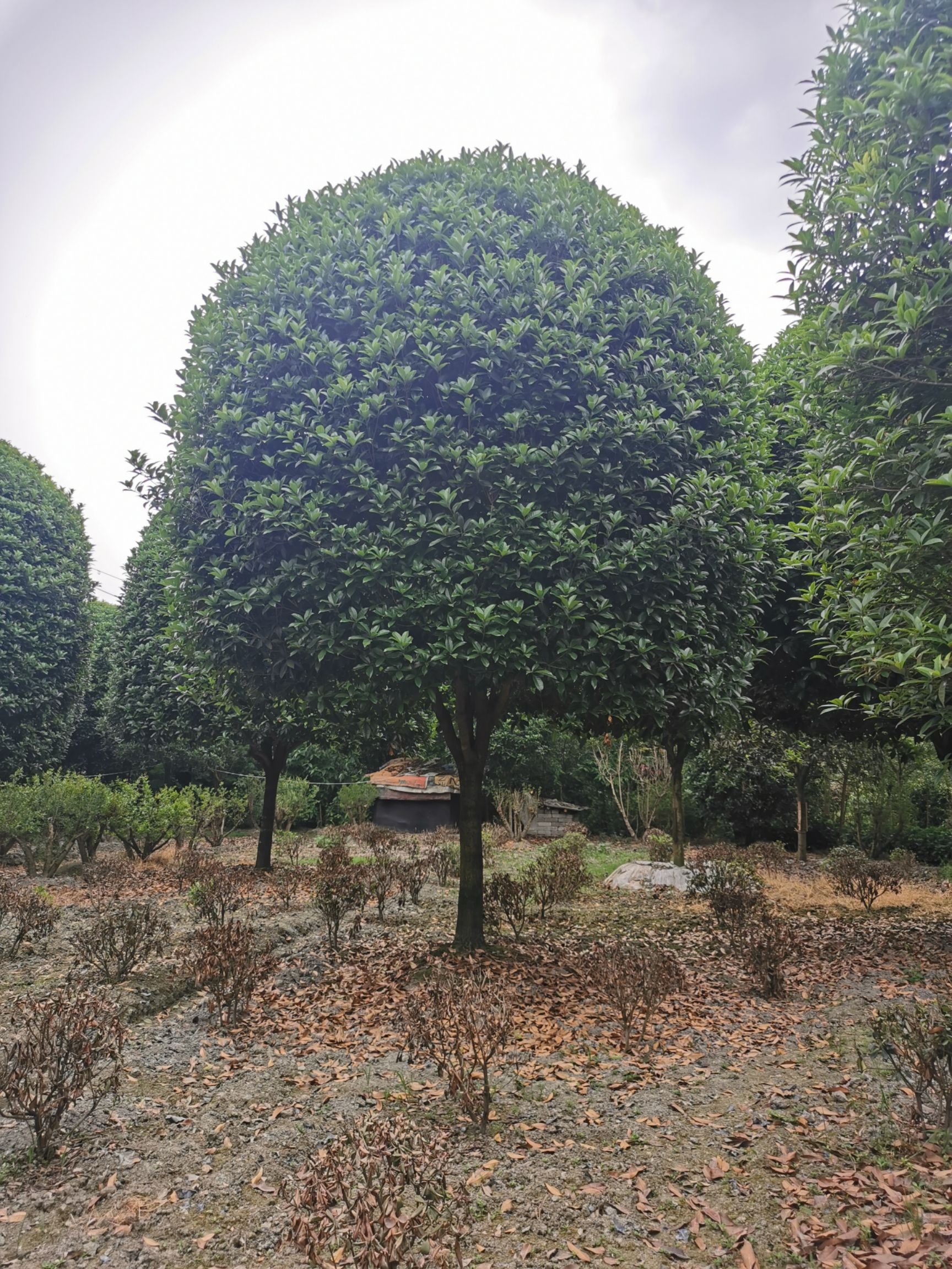  自家精品朱砂桂，桂花中的王者，欢迎品鉴