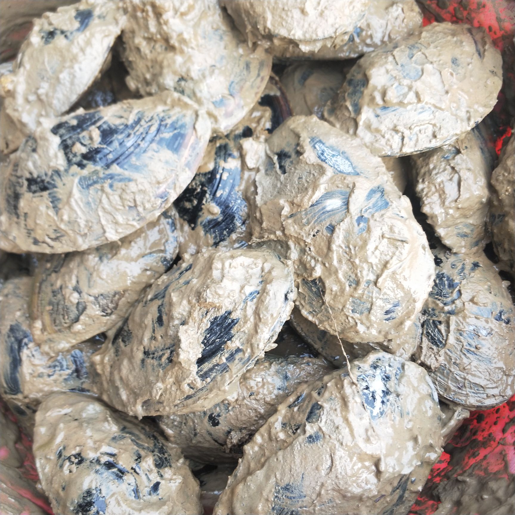  河蚌 食用蚌壳批发重量一斤一只以上