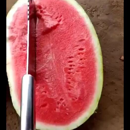 蒲城县8424西瓜 好货不等人，欢迎各地客商前来