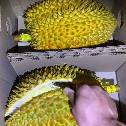 青岛 泰国榴莲批发