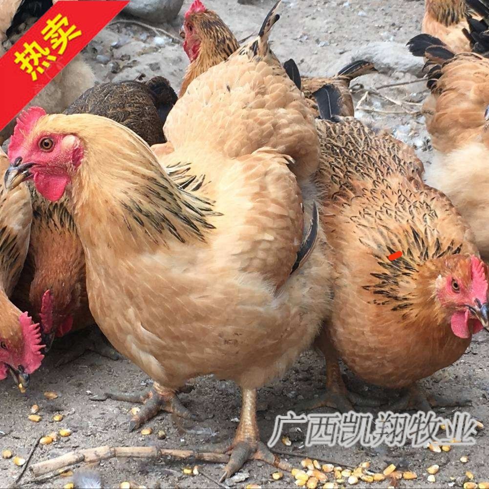 大种良凤花鸡苗，孵化厂直供 包打疫苗 易养殖 保证质量