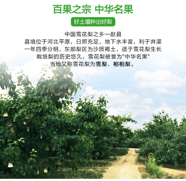 赵州雪梨雪花梨批发，一件代发都支持，量大的来