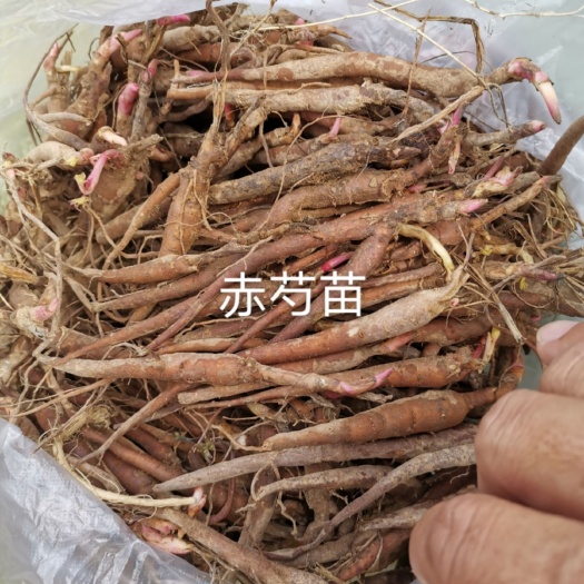 亳州赤芍种苗  出售一二年赤芍苗