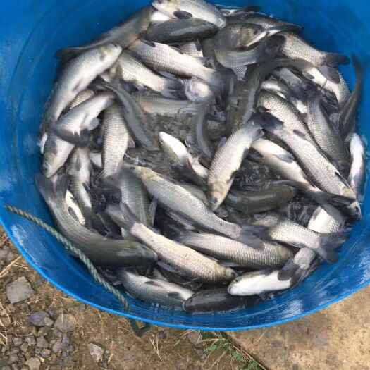 成都 出售草鱼苗6两到1.2斤