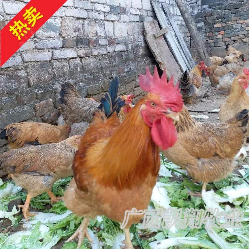 大种良凤花鸡苗，孵化厂直供 包打疫苗 易养殖 保证质量