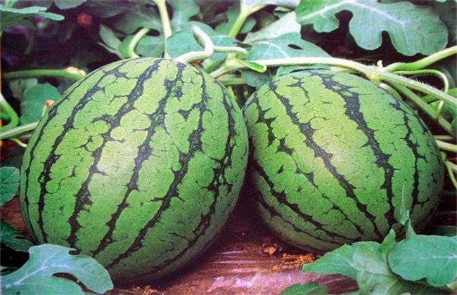 京欣西瓜  京欣和田王