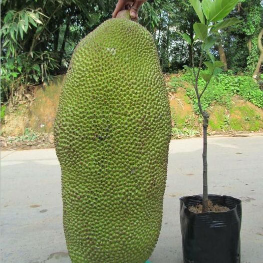 灵山县马来亚一号菠萝蜜苗 四季挂果品种纯正 南北方种植 包邮