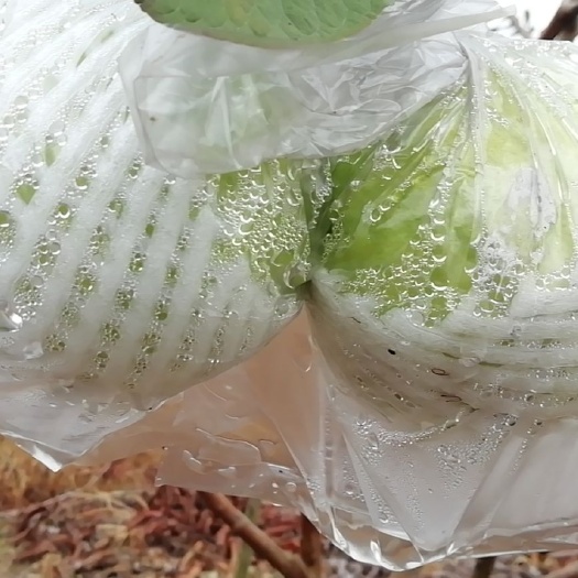 博罗县珍珠番石榴  自家果园，无公害的绿色食品，当天摘当天发货…