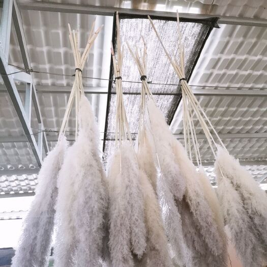 砚山县蒲苇  大量出售大芦苇小芦苇，需要的老板联系