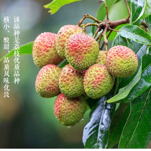 高州市妃子笑荔枝