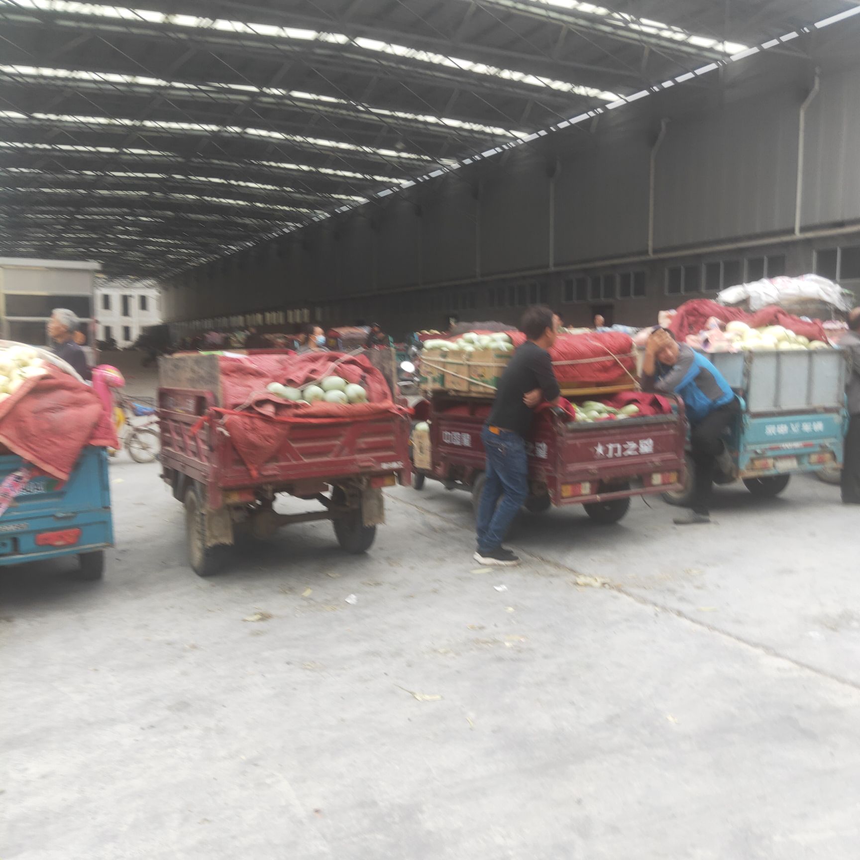 白皮红肉 0.5斤以上