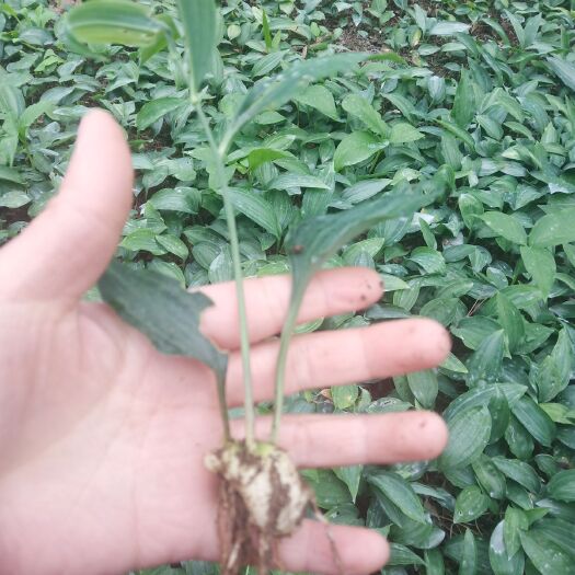 宣汉县黄精种苗  姜型多花不倒苗籽育苗，供应0.5到3公分苗，欢迎