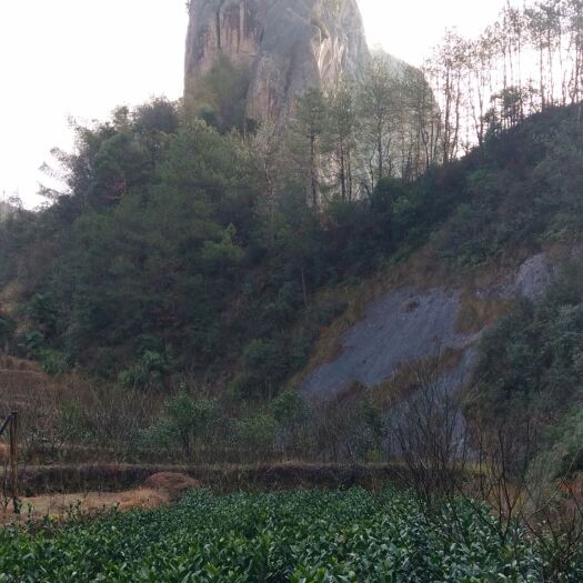 缙云县吴茱萸 干净吴株萸