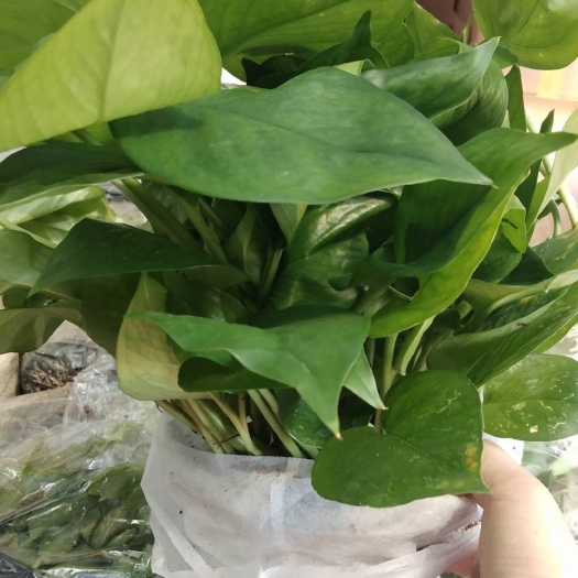 沭阳县 绿萝