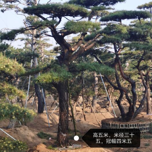 济南造型松树 精品造型松