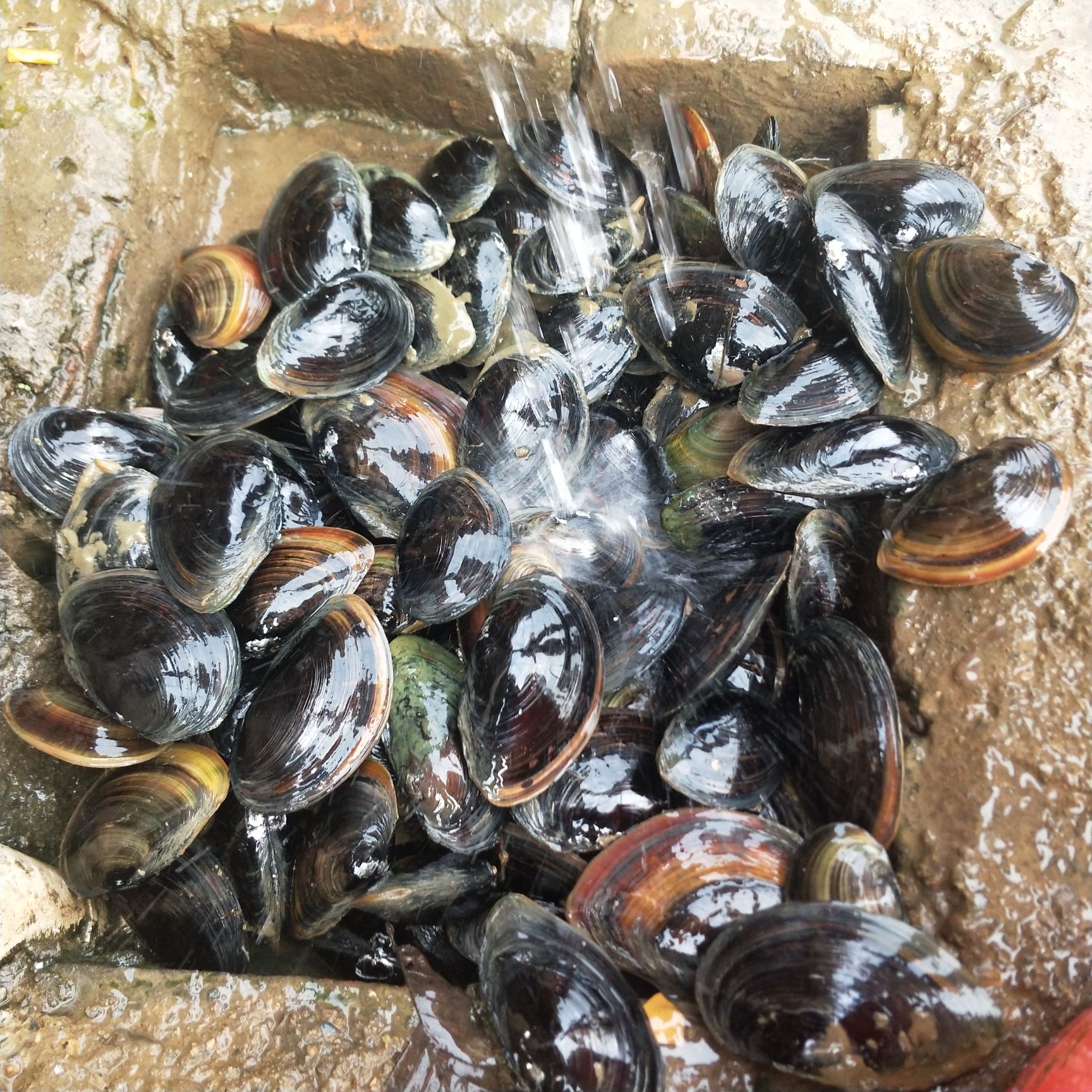  河蚌 食用蚌壳批发重量一斤一只以上