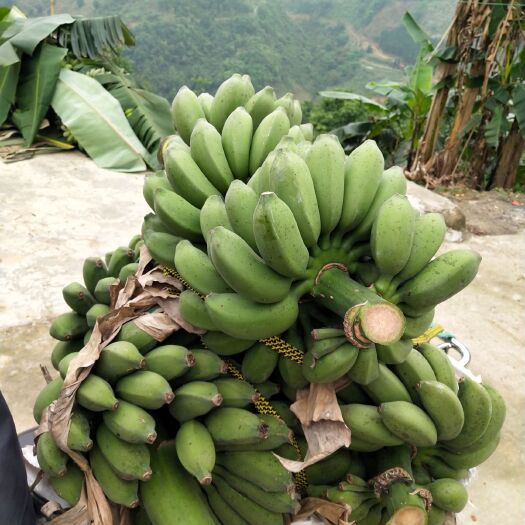 册亨县 小米蕉产地供应