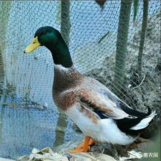 南宁杂交鸭苗  大种杂交鸭 优质杂交鸭广西直销 包打'疫苗，质量