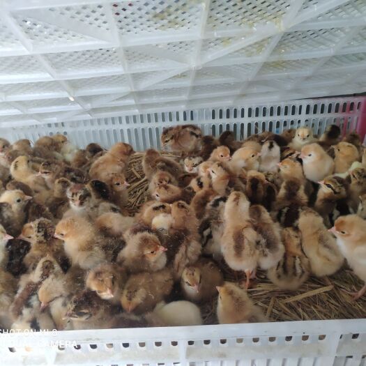 淮南 正宗白爪土鸡苗母鸡，价格好商量