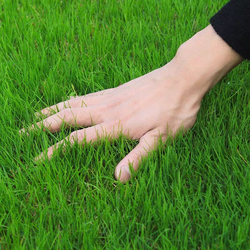  庭院绿化草皮带泥土真草坪果岭草四季青剪股颖马尼拉草皮带土草皮