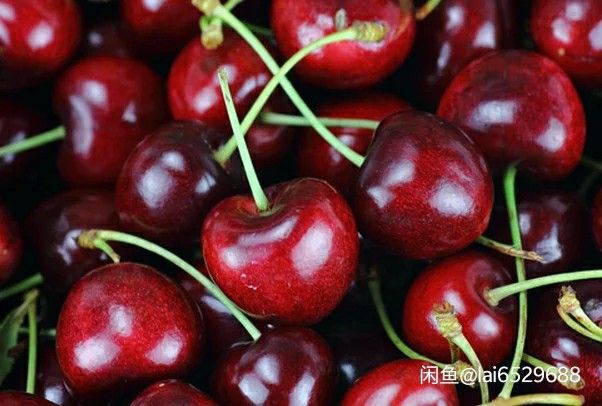  大田樱桃即将上市，欢迎新老顾客预购