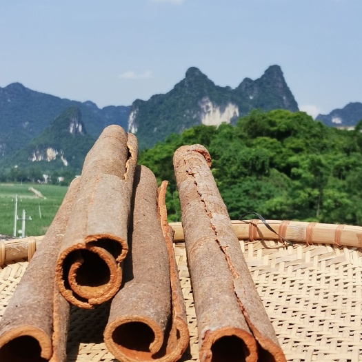 龙州县中通桂皮  广西产地2025年新晒桂皮烟桂肉桂香料包邮