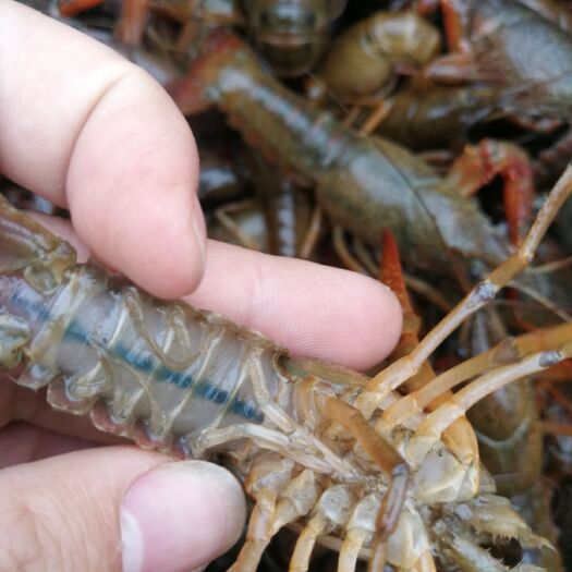潢川县江苏纯青小龙虾薄壳青龙清水虾鲜活现货活体活龙虾馆供货批发包邮