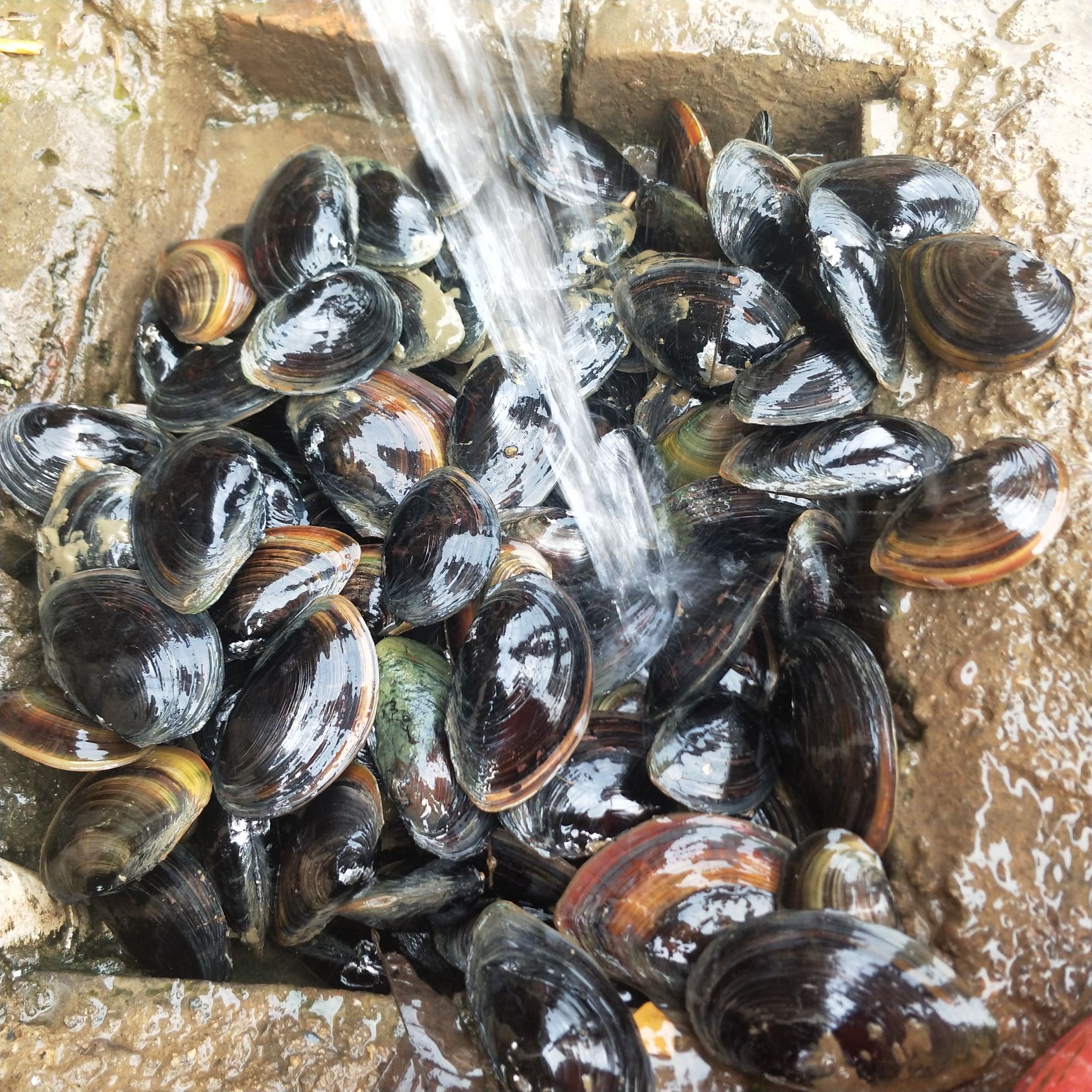  河蚌 食用蚌壳批发重量一斤一只以上