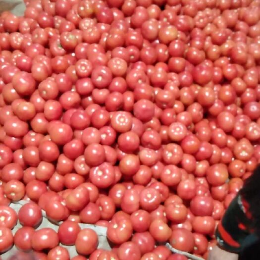 粉果番茄  蔬菜专业购销，主要有西红柿，西芹，豆角，黄瓜等各