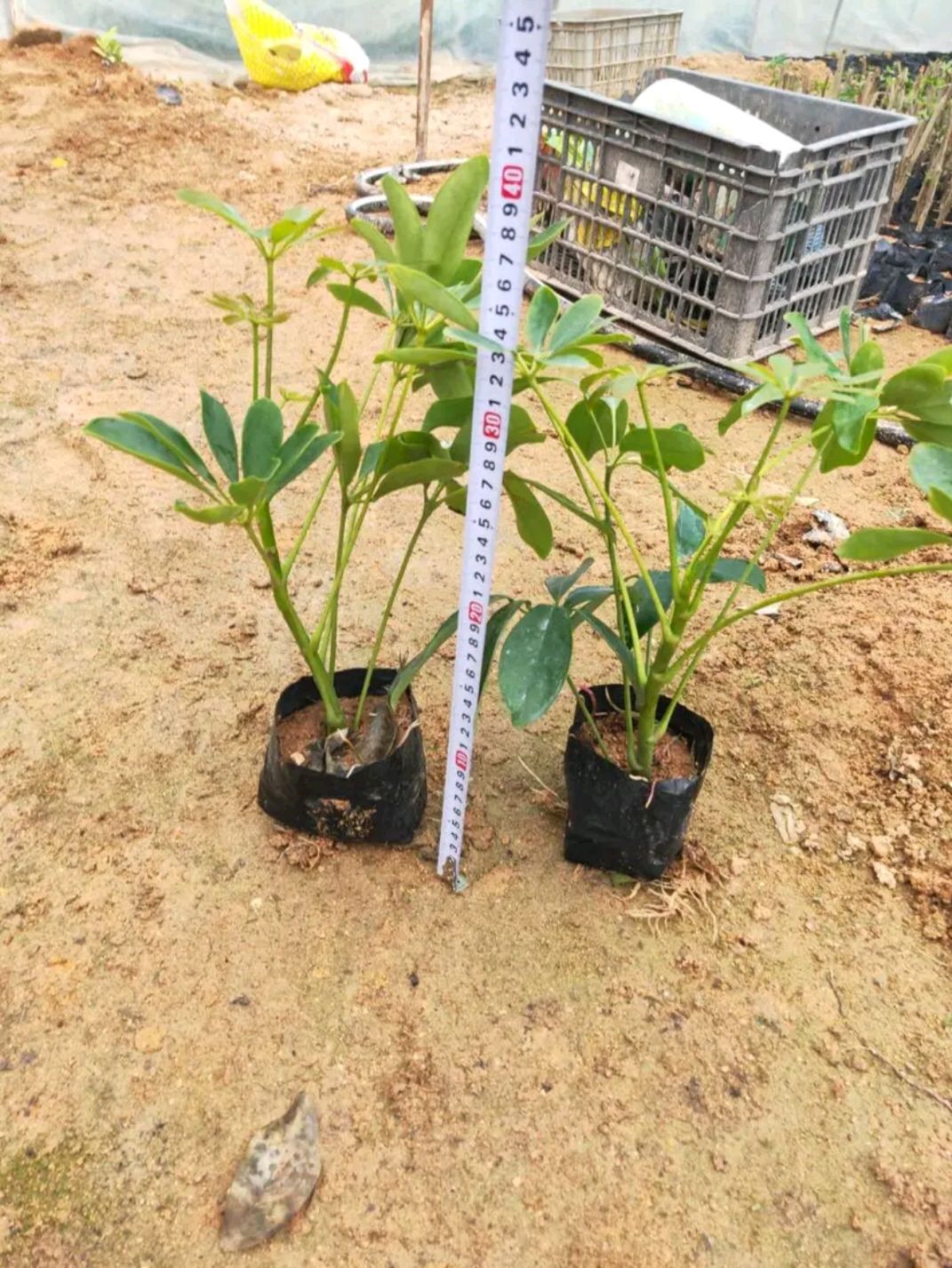  鸭脚木杯苗  0.5米以下  东莞苗圃基地直销