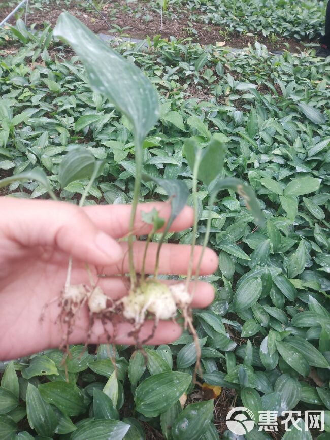 黄精种苗  姜型多花不倒苗籽育苗，供应0.5到3公分苗，欢迎