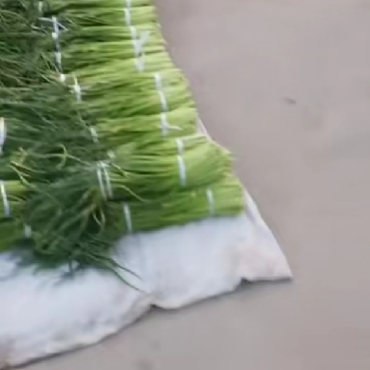 东明县红帽蒜薹 蒜薹