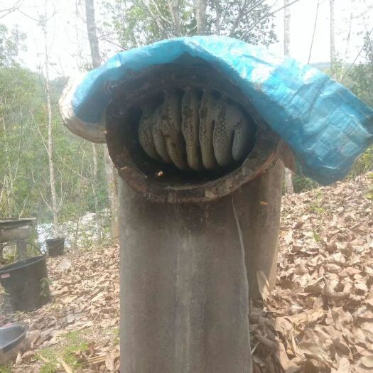 勐腊县 蜂蜜……自家蜂蜜。