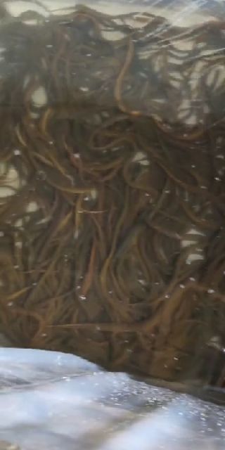  沈丘黄鳝
