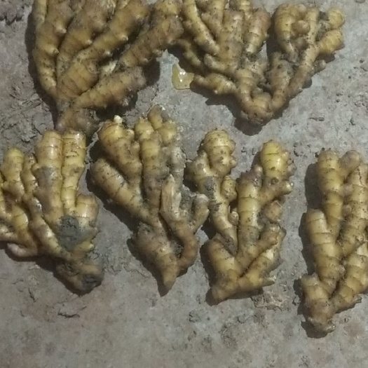 临泉县小黄姜精品。