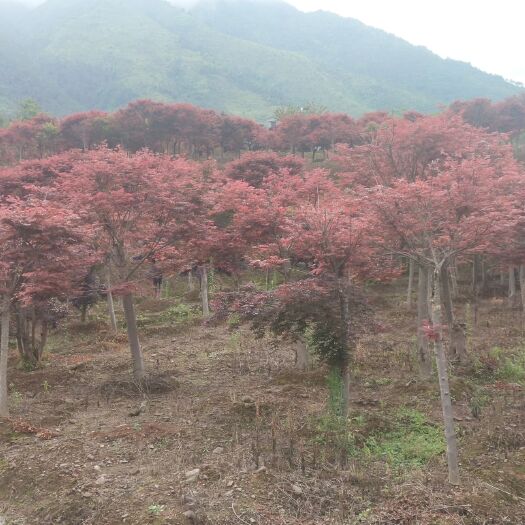 江华县 日本红枫大量供应
