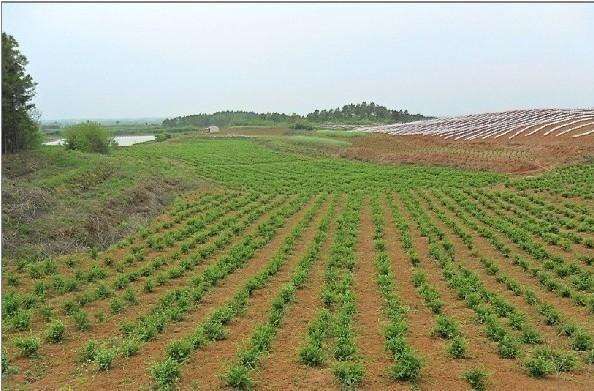 巨鹿县 2年金银花苗