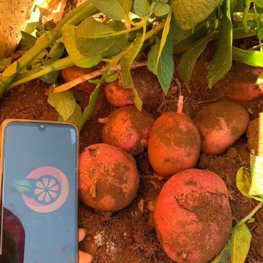 昆明红土豆  新鲜现货【优惠包邮】 云南的红皮土豆活动一件代